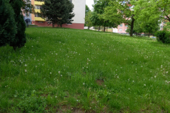 IMG_20210518_142505